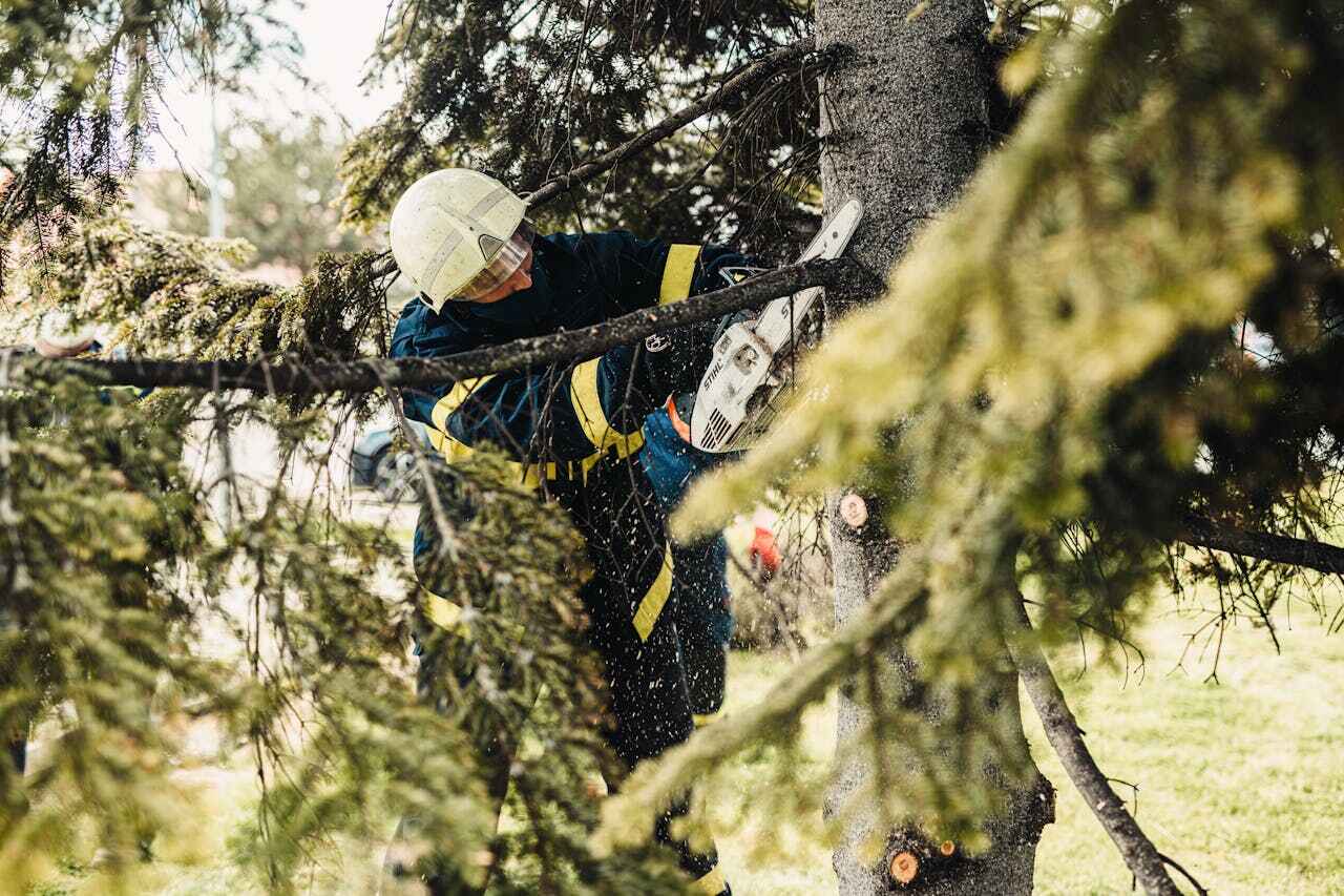 Emergency Storm Tree Removal in Aspermont, TX